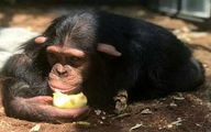 مرگ تلخ باران کوچولو بعد از رفتن از ایران / خداحافظی با شامپانزه ایرانی در کنیا