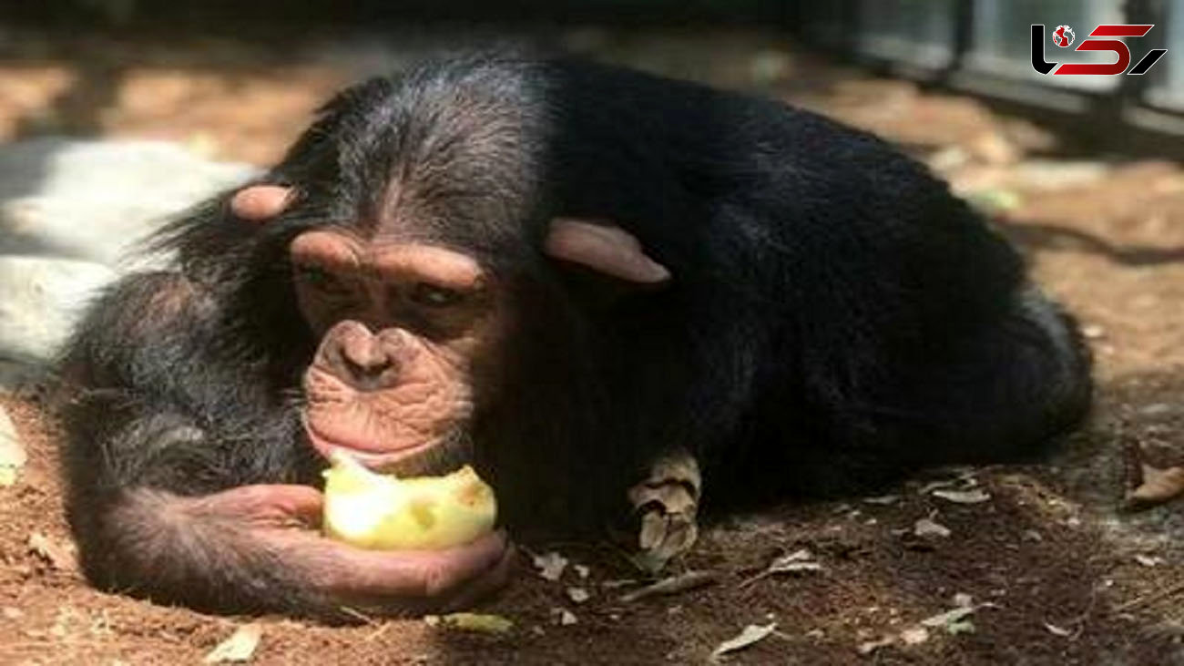 مرگ تلخ باران کوچولو بعد از رفتن از ایران / خداحافظی با شامپانزه ایرانی در کنیا