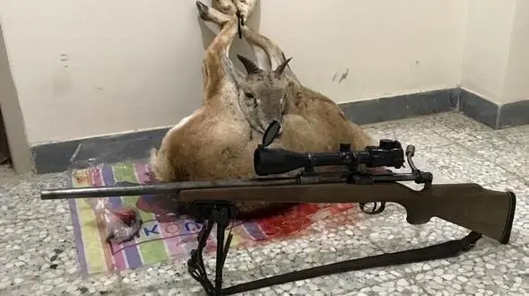 شکار 2 قوچ وحشی در زنجان از سوی 2 مختلف