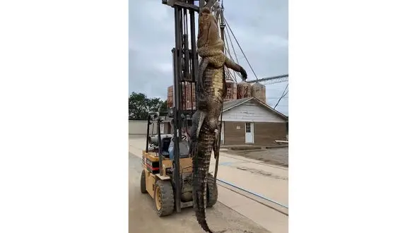 شکار تمساح غول‌پیکر همه را شوکه کرد + عکس / آمریکا