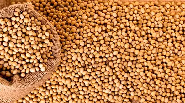 آیا سویا برای سلامتی مفید است؟