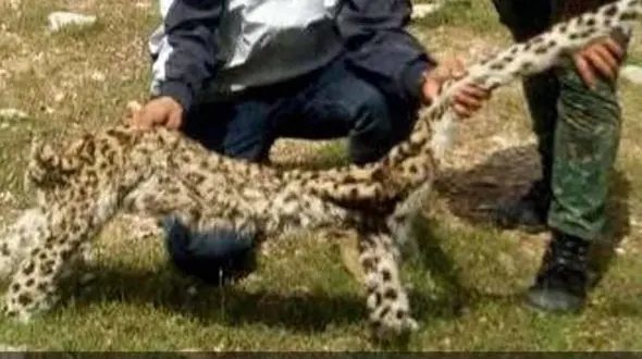 قتل وحشیانه پلنگ باردار با 3 توله در شکم / در ایذه رخ داد + عکس