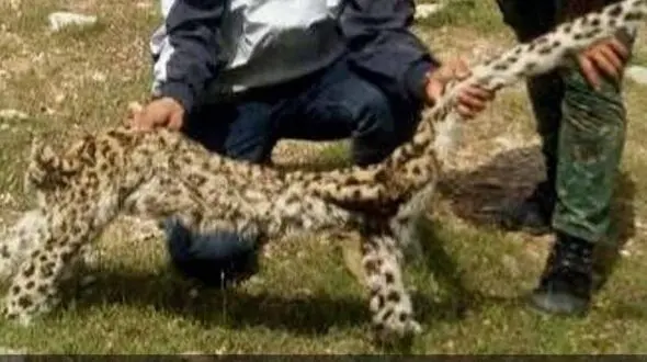 قتل وحشیانه پلنگ باردار با 3 توله در شکم / در ایذه رخ داد + عکس
