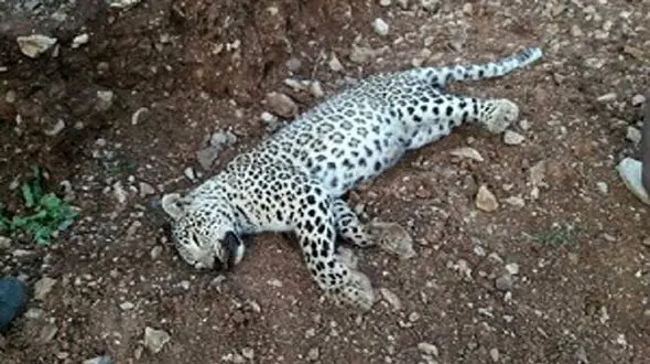 علت مرگ پلنگ در هزار مسجد مشخص شد+ عکس