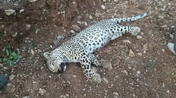 علت مرگ پلنگ در هزار مسجد مشخص شد+ عکس