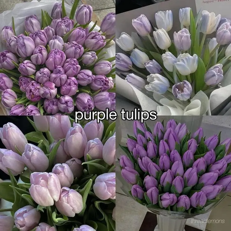لاله بنفش
