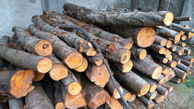 کشف و ضبط بیش از 2 تن چوب قاچاق در آباده
