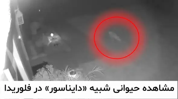 فیلم واقعی از دایناسور واقعی زنده! / آماده باش در فلوریدای وحشت زده! + ویدیو