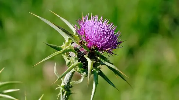 خار مریم: بهترین دوست کبد شما که به آن زخم نمی‌زند!