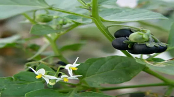 کنترل دردهای سرطانی با یک گیاه دارویی