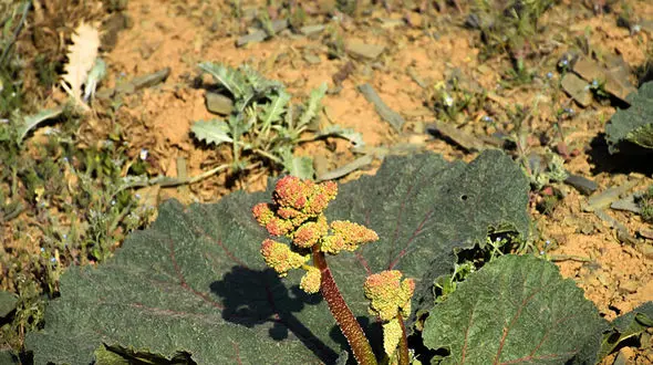 انقراض؛ درست بیخ گوش 2400 گونه گیاهی کشور !