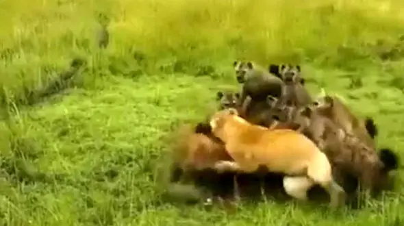 فیلم حمله وحشیانه کفتارها به سلطان جنگل /  لحظه نجات هیجان‌انگیز شیر!