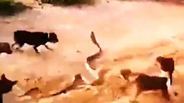 جدال سگ‌ها با مار بزرگ سمی + فیلم 