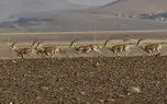نوید بازگشت آهو ها به دشت مغان/آمار ۲۵ هزار فردی آهوان، زنگ خطر است
