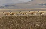 نوید بازگشت آهو ها به دشت مغان/آمار ۲۵ هزار فردی آهوان، زنگ خطر است