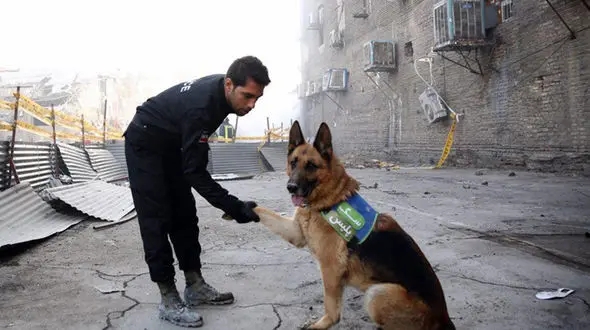 چرا سگ های زنده یاب هیچ نقشی در صحنه فاجعه پلاسکو نداشتند!