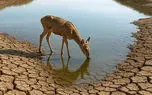 نه تنها انسان‌ها که حیات وحش جنوب کشور تشنه‌اند / بحران بی‌آبی در جنوب و مرکز ایران دیگر هشدار نیست، واقعیت امروز است + فیلم