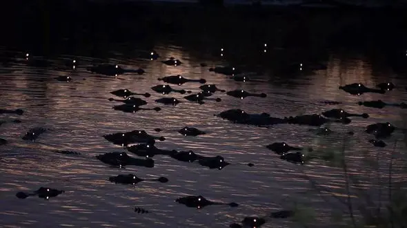 رقص نور که تمساح ها به راه انداختند + عکس