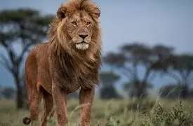 دو چهره از حیات وحش