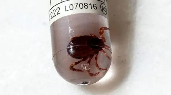 ۳ مشهدی تب کریمه کنگو گرفتند