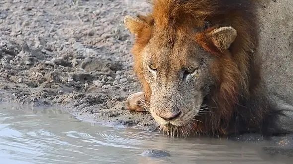 لاک پشت شجاعی که از سلطان جنگل ترسی ندارد + فیلم
