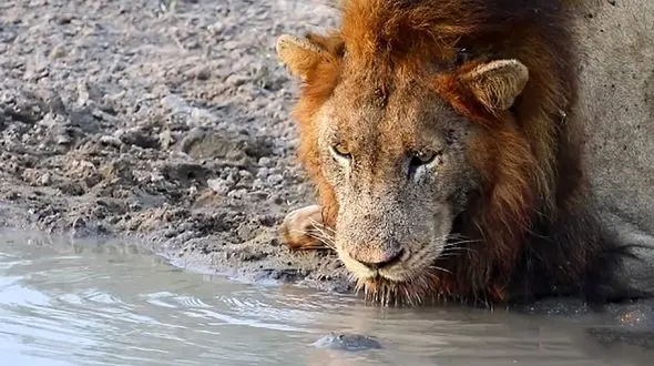 لاک پشت شجاعی که از سلطان جنگل ترسی ندارد + فیلم
