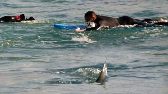 حمله کوسه به یک غواص محلی در ساحل استرالیا