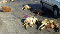 ام وی ام 10 گوسفند را کشت / در مرند رخ داد
