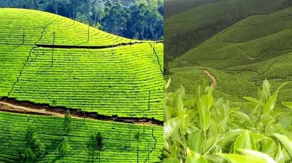 مرتفع ترین و زیباترین مزارع چای جهان در هند+ عکس های دیدنی 
