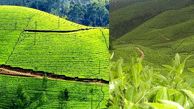 مرتفع ترین و زیباترین مزارع چای جهان در هند+ عکس های دیدنی 
