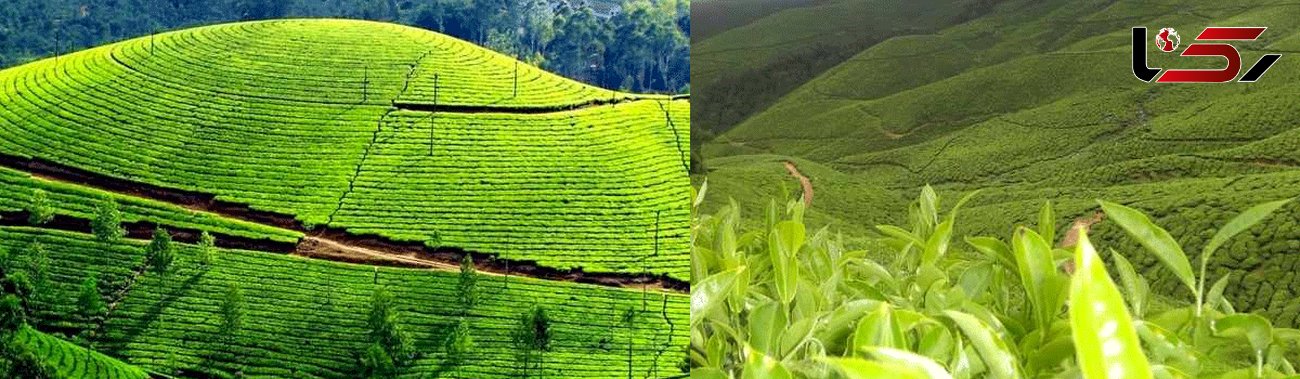 مرتفع ترین و زیباترین مزارع چای جهان در هند+ عکس های دیدنی 
