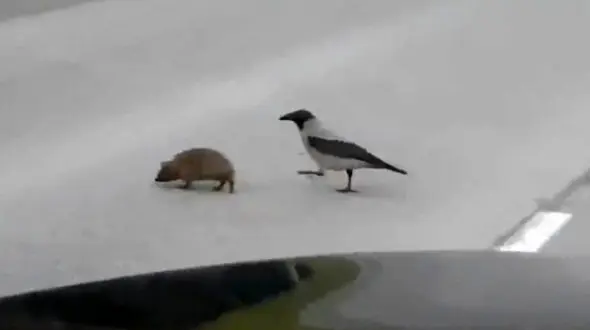 صحنه حیرت انگیز کمک کلاغ به جوجه تیغی برای عبور از جاده!