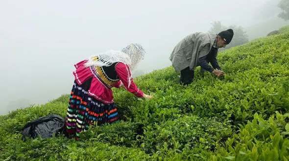 روایت تلخ مرگ تدریجی صنعت چای ایران / از نابودی 45 درصد باغات تا جولان چای‌ های استوک و تاریخ گذشته خارجی در بازار ایران