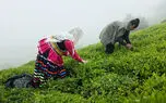 روایت تلخ مرگ تدریجی صنعت چای ایران / از نابودی 45 درصد باغات تا جولان چای‌ های استوک و تاریخ گذشته خارجی در بازار ایران