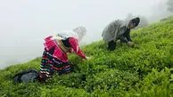 روایت تلخ مرگ تدریجی صنعت چای ایران / از نابودی 45 درصد باغات تا جولان چای‌ های استوک و تاریخ گذشته خارجی در بازار ایران