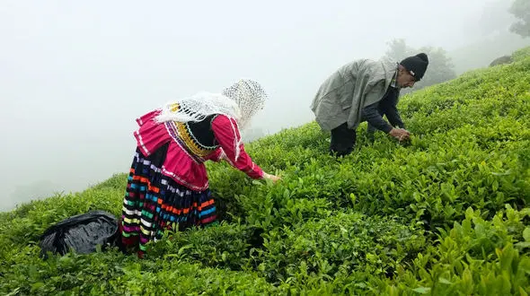 روایت تلخ مرگ تدریجی صنعت چای ایران / از نابودی 45 درصد باغات تا جولان چای‌ های استوک و تاریخ گذشته خارجی در بازار ایران
