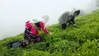 روایت تلخ مرگ تدریجی صنعت چای ایران / از نابودی 45 درصد باغات تا جولان چای‌ های استوک و تاریخ گذشته خارجی در بازار ایران