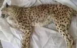 یوز ایرانی در زیستگاه های جنوبی به طور کامل منقرض شد