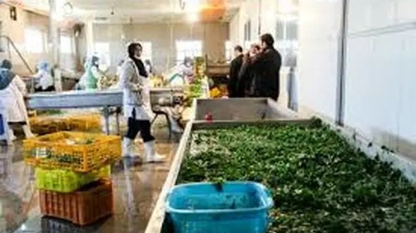 سبزی پاک کرده در میادین تره بار چند؟+جدول