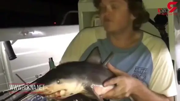 فیلم استفاده از بچه کوسه به جای قلیان توسط مرد بی وجدان + جزییات