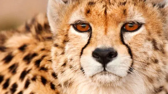 تصاویر تازه  منتشر شده از یوز ایرانی + فیلم