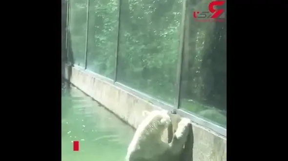 لحظه نجات پرنده رها شده در آب توسط خرس مهربان+ فیلم