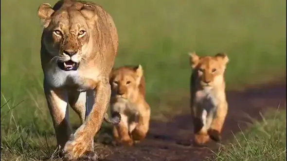 ببینید / پیاده روی با شکوه خانواده شیرها + فیلم
