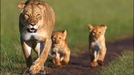 ببینید / پیاده روی با شکوه خانواده شیرها + فیلم