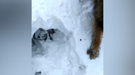 فیلم لحظه کشف جنازه مردانه زیر برف در قله دماوند