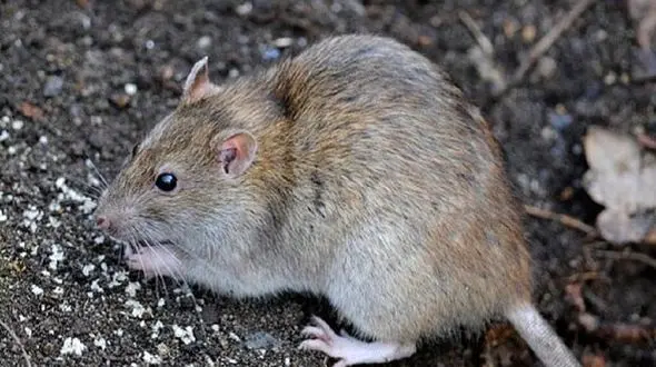 حمله دسته بزرگ موش های گرسنه به رباط کریم / مردم وحشت کردند