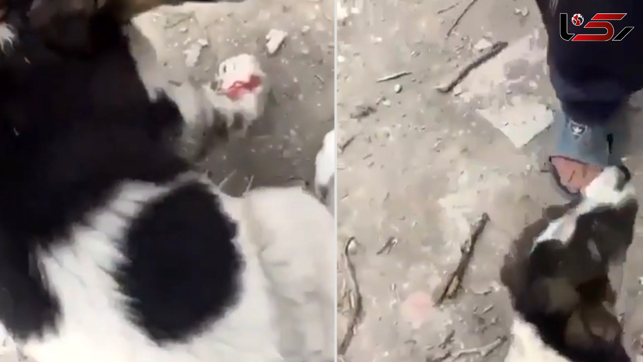 موتورسوار ایرانی سگی را با طناب روی زمین کشاند /زوزه های این حیوان با زخم های خونین + فیلم دلخراش