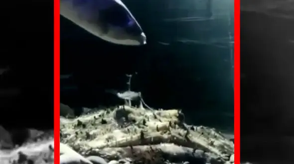 فیلم شکار برق آسای مانک فیش