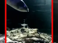 فیلم شکار برق آسای مانک فیش