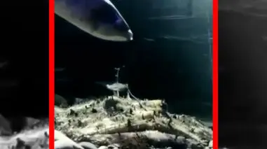 فیلم شکار برق آسای مانک فیش